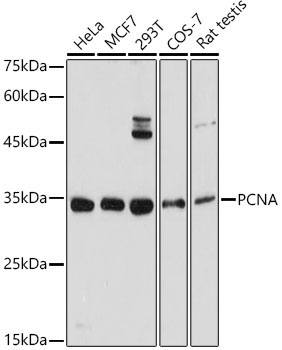 PCNA Rabbit Polyclonal Antibody