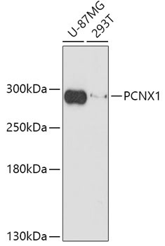 PCNX1 Rabbit Polyclonal Antibody
