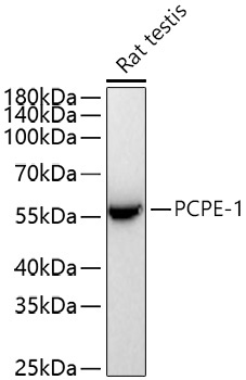 PCPE-1 Rabbit Monoclonal Antibody - Image 2