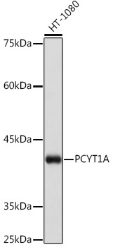 PCYT1A Rabbit Monoclonal Antibody