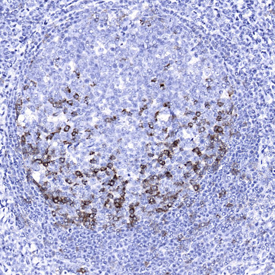 PD-1/CD279 Mouse Monoclonal Antibody - Image 2