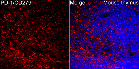PD-1/CD279 Rabbit Polyclonal Antibody - Image 2
