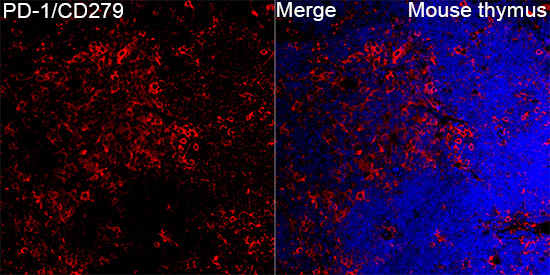 PD-1/CD279 Rabbit Polyclonal Antibody - Image 3
