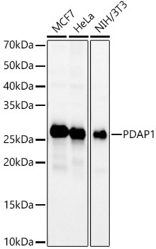 PDAP1 Rabbit Polyclonal Antibody