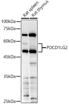 PDCD1LG2 Rabbit Polyclonal Antibody