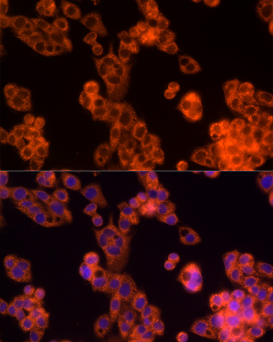 PDCD1LG2 Rabbit Polyclonal Antibody - Image 2