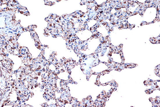 PDCD4 Rabbit Monoclonal Antibody - Image 2