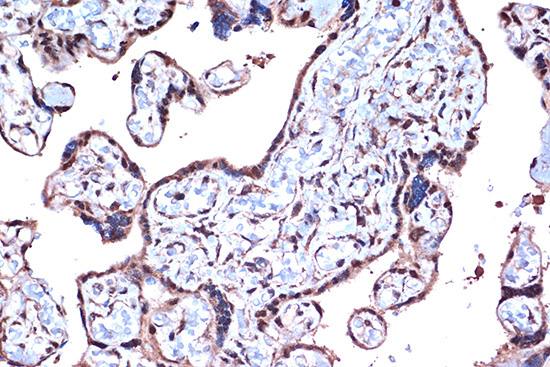 PDCD4 Rabbit Monoclonal Antibody - Image 3