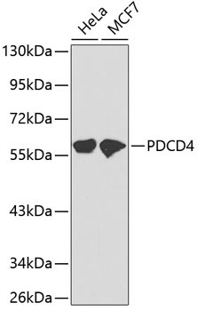 PDCD4 Rabbit Polyclonal Antibody