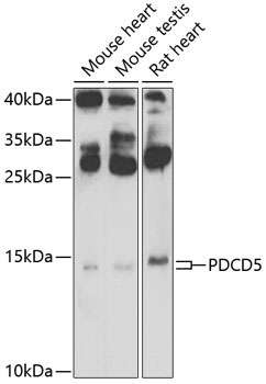 PDCD5 Rabbit Polyclonal Antibody