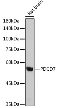 PDCD7 Rabbit Monoclonal Antibody - Image 2