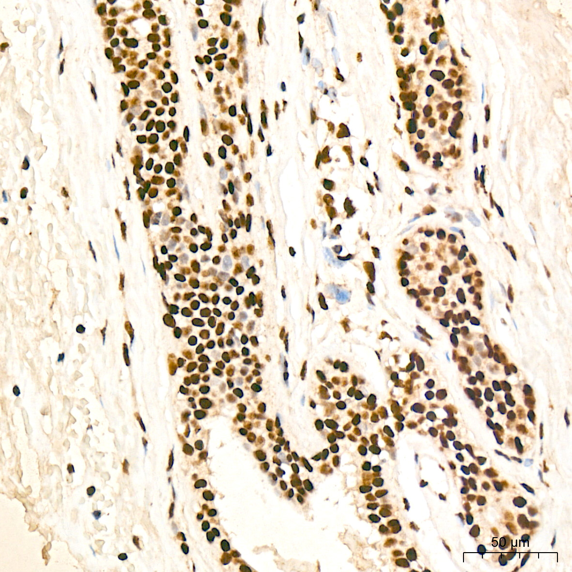 PDCD7 Rabbit Monoclonal Antibody - Image 4