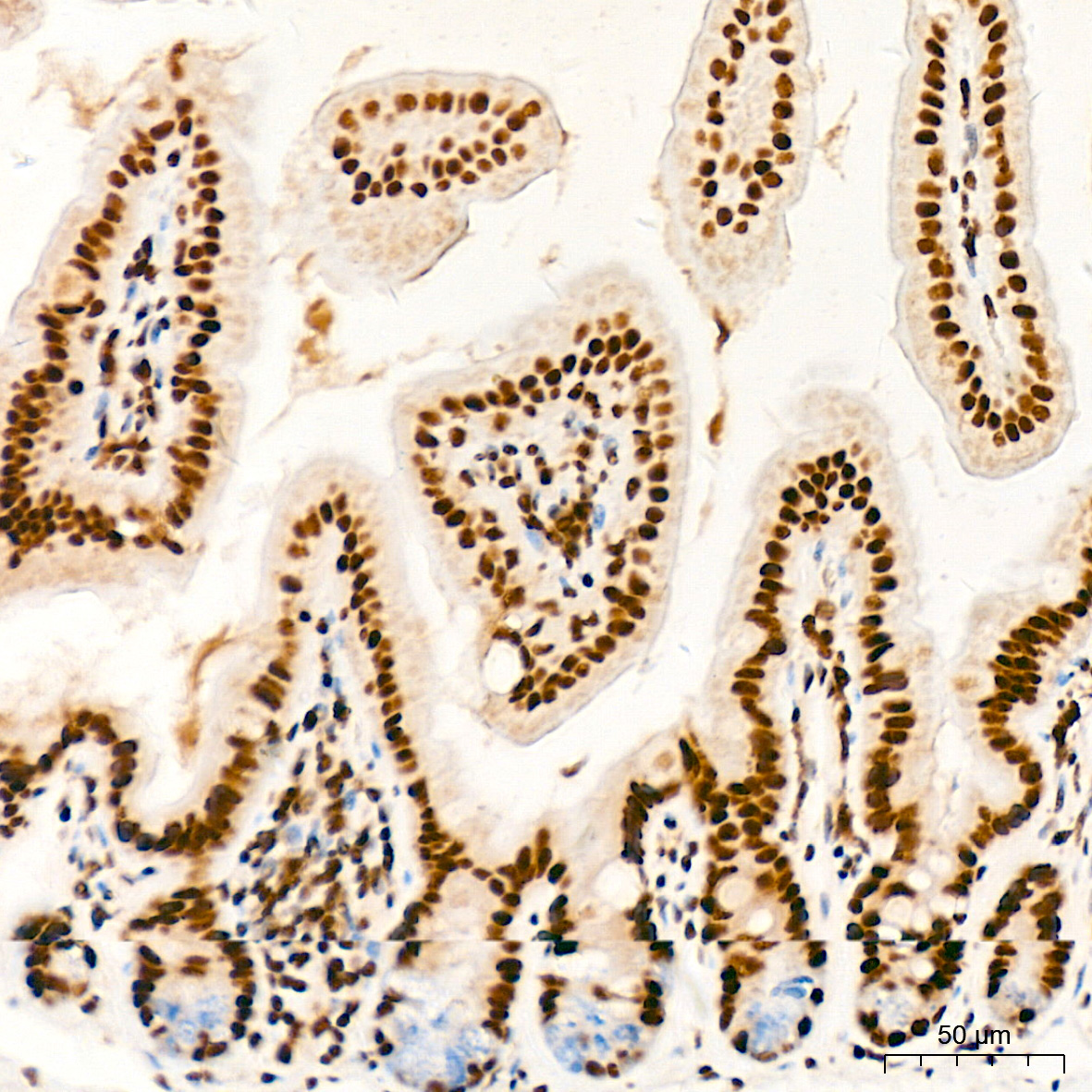 PDCD7 Rabbit Monoclonal Antibody - Image 5