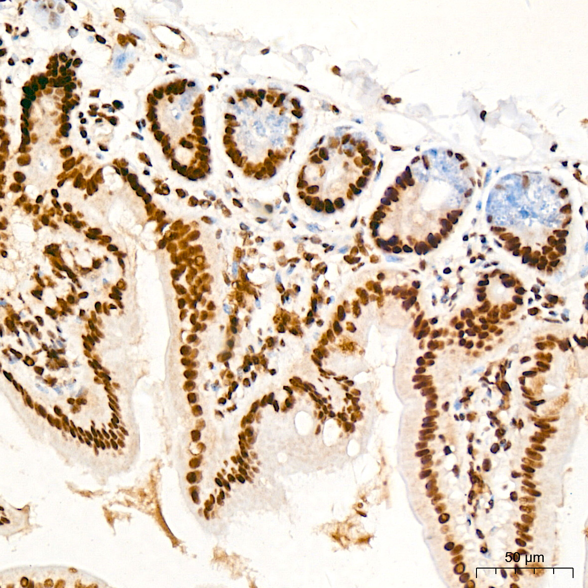 PDCD7 Rabbit Monoclonal Antibody - Image 6