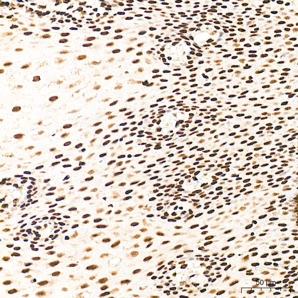 PDCD7 Rabbit Monoclonal Antibody - Image 7
