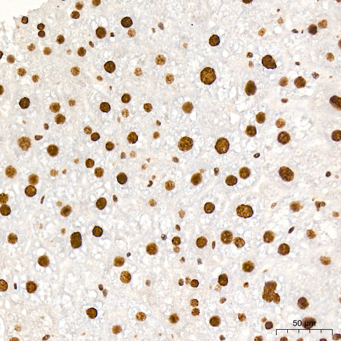 PDCD7 Rabbit Monoclonal Antibody - Image 8