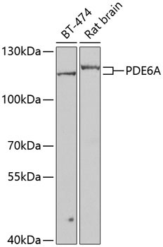 PDE6A Rabbit Polyclonal Antibody