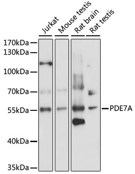 PDE7A Rabbit Polyclonal Antibody