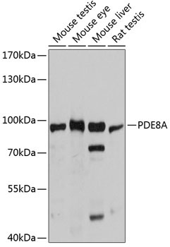 PDE8A Rabbit Polyclonal Antibody
