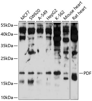 PDF Rabbit Polyclonal Antibody