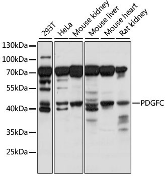 PDGFC Rabbit Polyclonal Antibody