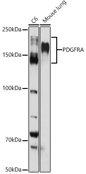 PDGFR alpha Rabbit Polyclonal Antibody
