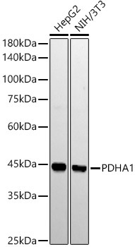 PDHA1 Rabbit Monoclonal Antibody