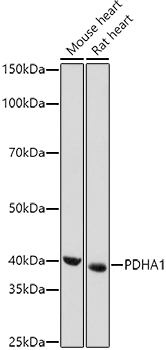 PDHA1 Rabbit Polyclonal Antibody