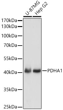 PDHA1 Rabbit Polyclonal Antibody