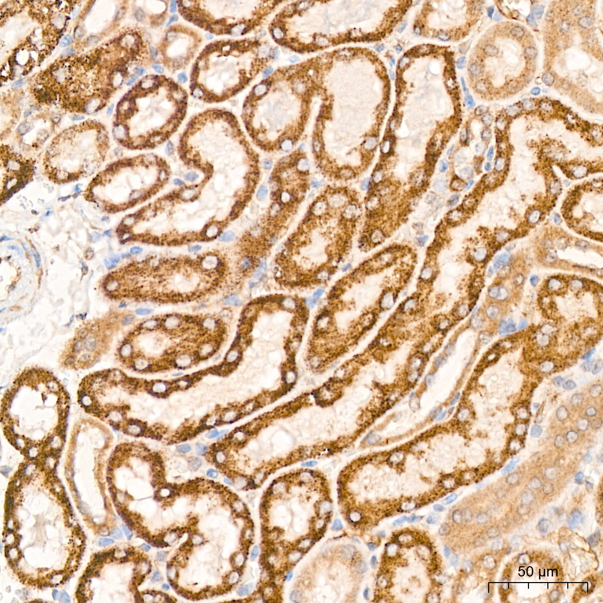 PDHB Rabbit Monoclonal Antibody - Image 6