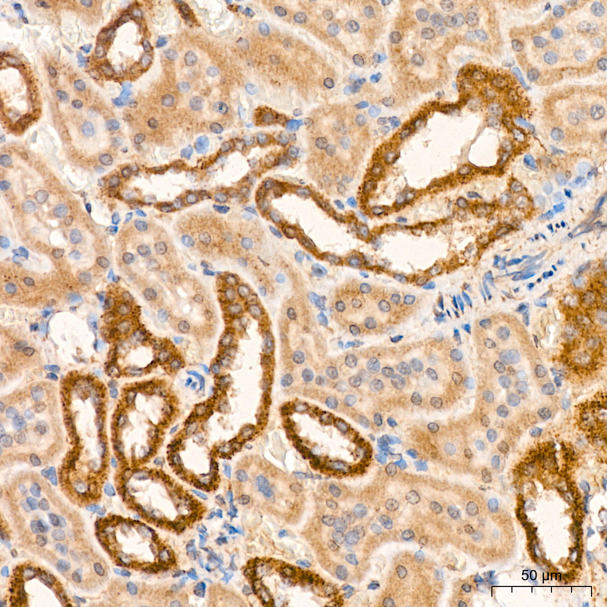 PDHB Rabbit Monoclonal Antibody - Image 7