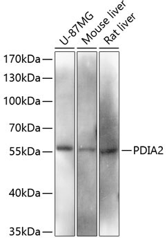 PDIA2 Rabbit Polyclonal Antibody