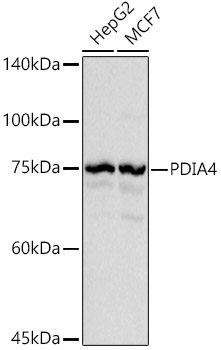 PDIA4 Rabbit Polyclonal Antibody