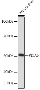 PDIA6 Rabbit Monoclonal Antibody - Image 2