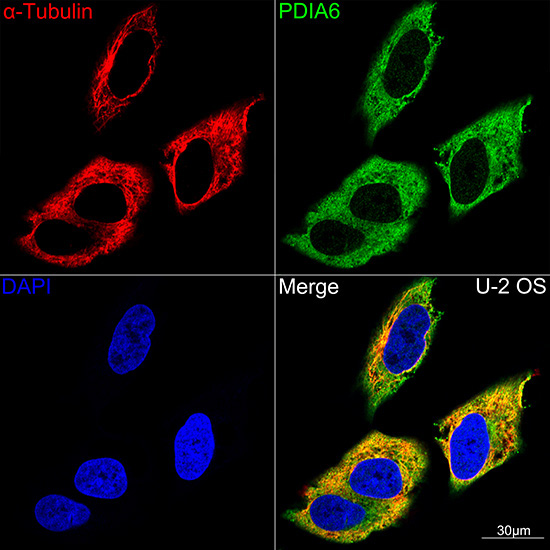 PDIA6 Rabbit Monoclonal Antibody - Image 3