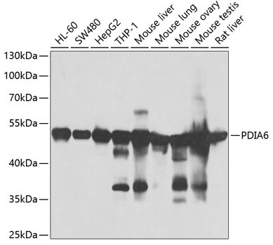PDIA6 Rabbit Polyclonal Antibody