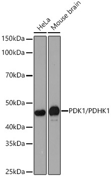 PDK1/PDHK1 Rabbit Monoclonal Antibody