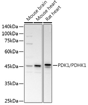 PDK1/PDHK1 Rabbit Polyclonal Antibody