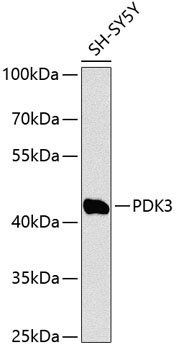 PDK3 Rabbit Polyclonal Antibody