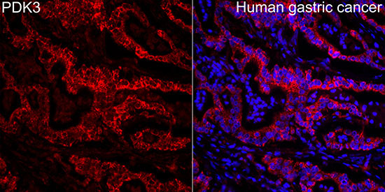 PDK3 Rabbit Polyclonal Antibody