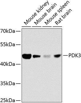 PDK3 Rabbit Polyclonal Antibody
