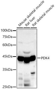 PDK4 Rabbit Polyclonal Antibody