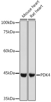 PDK4 Rabbit Polyclonal Antibody