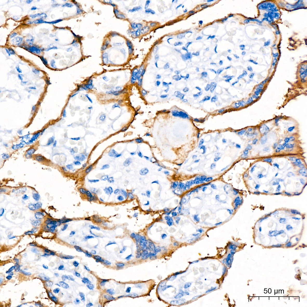 PD-L1/CD274 Rabbit Monoclonal Antibody - Image 2