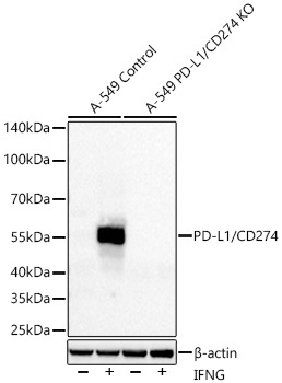 PD-L1/CD274 Rabbit Monoclonal Antibody