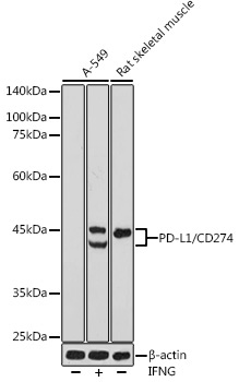 PD-L1/CD274 Rabbit Polyclonal Antibody