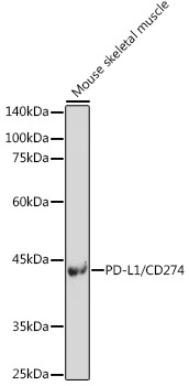 PD-L1/CD274 Rabbit Polyclonal Antibody - Image 2