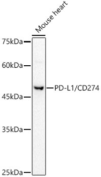 PD-L1/CD274 Rabbit Polyclonal Antibody