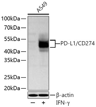PD-L1/CD274 Rabbit Polyclonal Antibody - Image 2