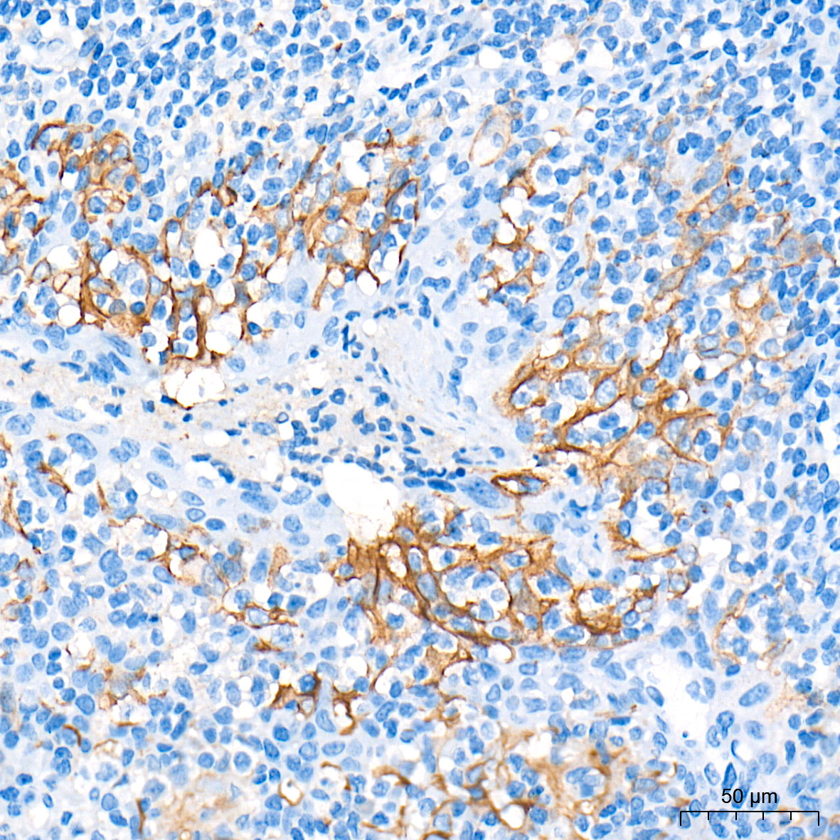 PD-L1/CD274 Rabbit Polyclonal Antibody - Image 5